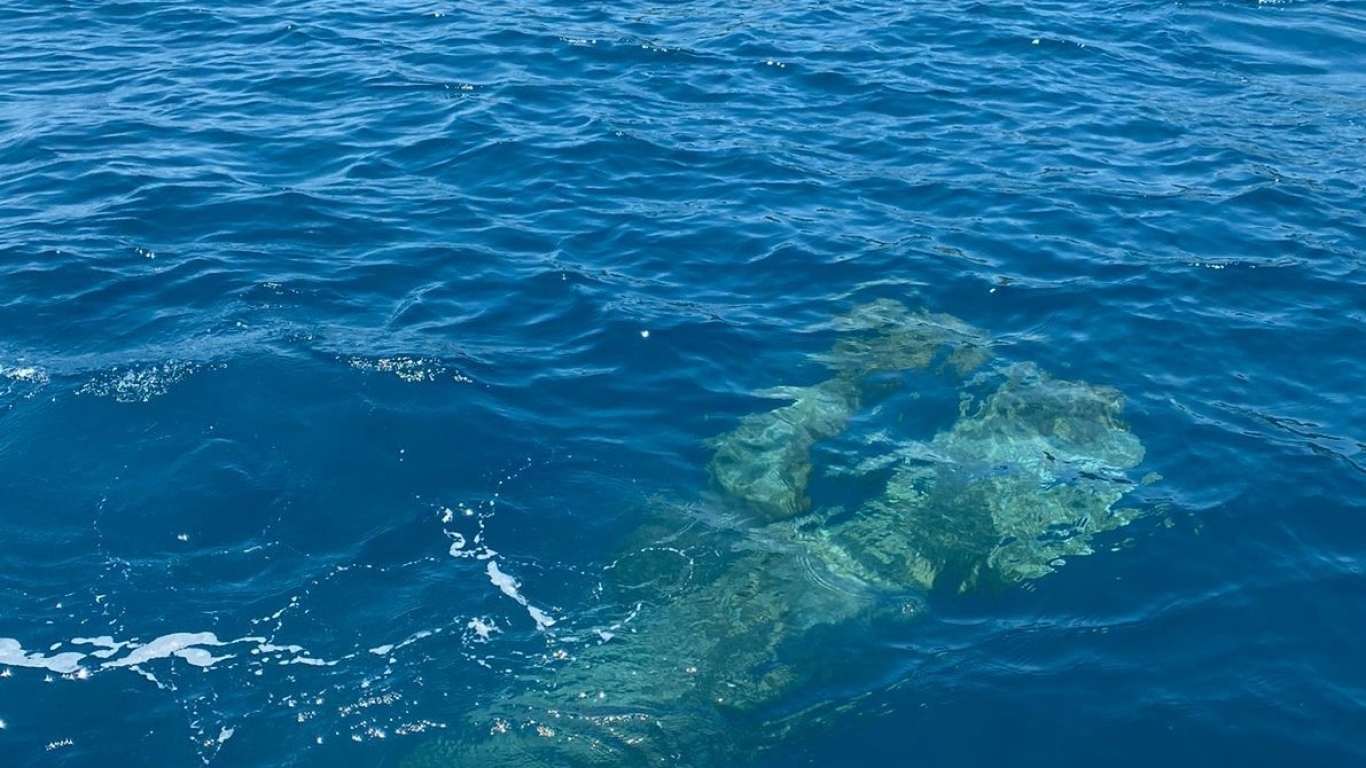 Manati y su cria en el agua